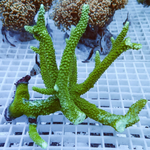 Bright green branching coral fragment with knobby polyps resting on a white grid rack in an aquaculture setup.