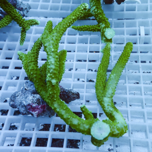 Green branching coral fragments with a bumpy texture resting on a white plastic grid rack, likely in an aquarium setting.