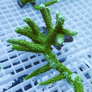 Bright green branching coral fragment resting on a white grid in an aquarium setting, showing bumpy textured branches.