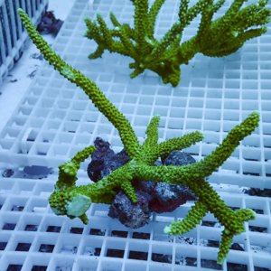 Bright green branching coral fragment resting on a white plastic grid rack, underwater with a blue tint.