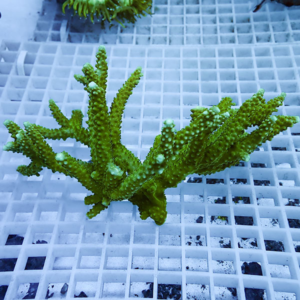 Green branching coral fragment resting on a white grid in an aquarium setting