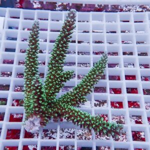 Green branching coral fragment on a white grid frag rack, likely in an aquarium setting.