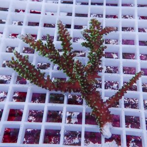 Red branching coral fragment with small green polyps on a white grid rack, likely in an aquaculture setup.