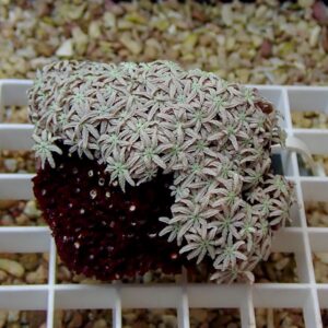 Close-up of a cluster of pale green, star-shaped succulent rosettes atop a dark purple base on a white grid surface.
