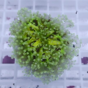 Green bubble coral frag with many small, rounded polyps on a white grid background.
