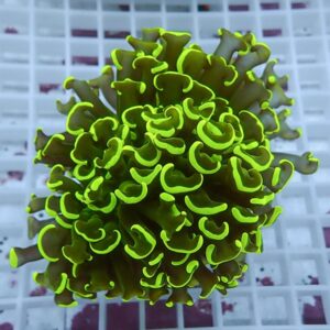 Close-up of neon-green-edged Zoanthid coral frag sitting on a white grid in an aquarium.