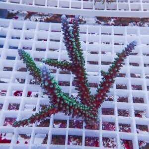 Branching coral fragment with green and red polyps resting on a white grid rack in a reef tank.