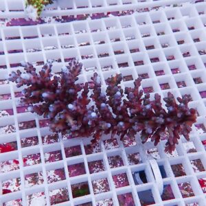 Purple-red branching coral fragment resting on a white grid rack in an aquarium.