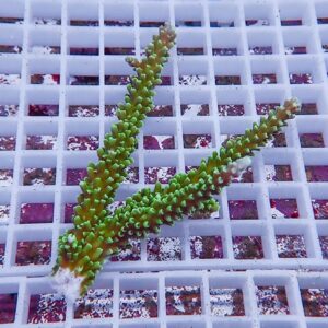 Green branching coral fragment resting on a white plastic grid rack in an aquarium setting.