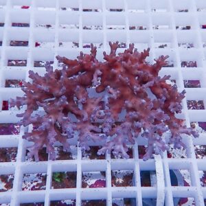 Purple branching coral fragments resting on a white grid frag rack in an aquarium setting.
