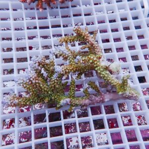 Branching coral fragment with tiny polyps in green, yellow, and pink hues resting on a white grid in an aquarium.