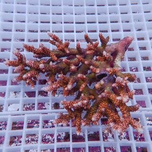Orange-brown branching coral fragment resting on a white grid, likely for aquaculture or display.