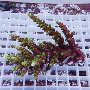 Branching coral frag with neon green tips resting on a white frag rack in a reef aquarium.