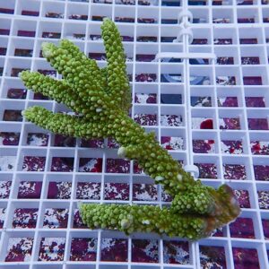 Bright green branching coral fragment resting on a white plastic grid rack.