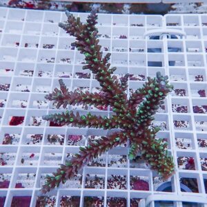 Branching coral fragment with bright green polyp tips on purple stems sitting on a white grid rack in an aquarium.