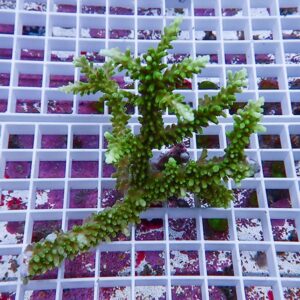 Bright green branching coral fragment resting on a white grid rack with purple-tinted water in the background in an aquarium setting.