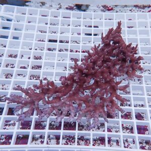 Purple branching coral fragment resting on a white grid rack in shallow water Pale pink-purple color and intricate branches visible on the grid surface