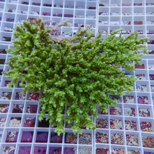 Green branching coral frag resting on a white egg-crate grid used in reef aquariums, showing bright lime color and intricate branches.