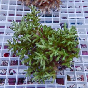 Green branching coral fragment resting on a white frag rack in an aquarium display