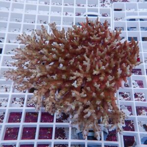 Branching coral fragment with brown-pink tips resting on a white plastic grid rack, likely in an aquarium setup.