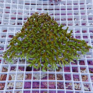 Green branching seaweed laid on a white frag rack in an aquarium setup, likely awaiting propagation or harvesting.