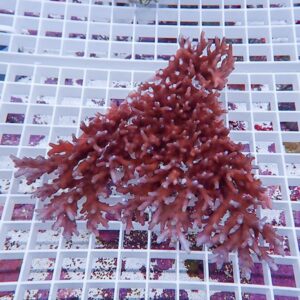 Red branching coral fragment resting on a white egg-crate grid in an aquarium