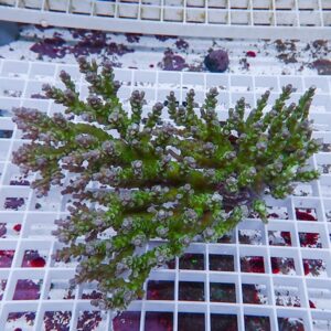 Succulent plant with many tiny rosettes along branching stems on a white grid tray surface.