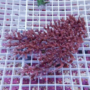 Purple branching coral fragment resting on a white grid frag rack in an aquarium setting.