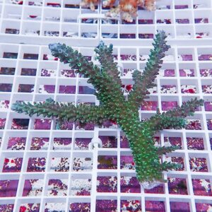 Green branching coral fragment with small polyps on a white grid frag rack in a marine aquarium.
