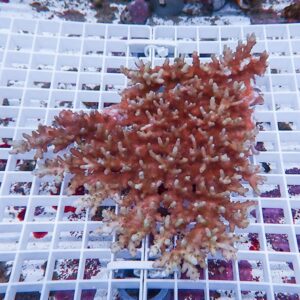 Red branching coral fragment resting on a white frag rack in a saltwater tank, showing delicate polyps and forked branches.