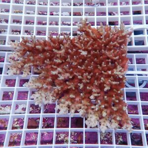 Branching coral fragment with red and pale tips on a white frag rack in an aquarium setting.
