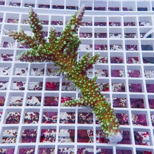 Green branching coral fragment resting on a white grid rack in a coral nursery/petri setup.