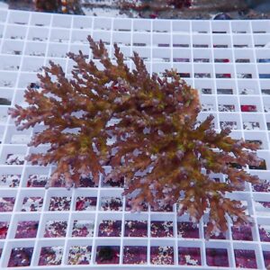 Branching coral fragment in red-brown hues resting on a white plastic frag rack used in reef aquaculture/propagation