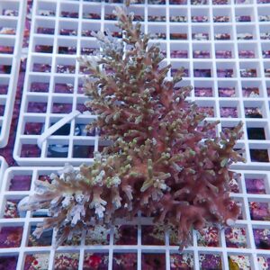 Branching coral fragment with pink and pale green tips resting on a white grid rack in a reef aquarium setup