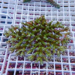 Green branching coral fragment resting on a white grid rack in an aquaculture setup, close view.