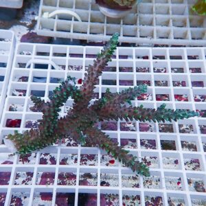 Purple-green branching coral fragment with beadlike polyps on a white grid rack in a marine aquarium.