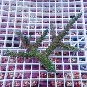 Green branching coral-like succulent on a white plastic grid with a purple background.