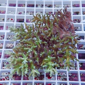 Branching coral fragment resting on a white grid rack in a reef tank, green-tinged with purple-tinted background