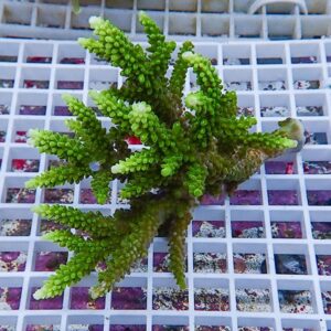 Bright green branching succulent with finger-like stems on a white grid surface viewport edge.