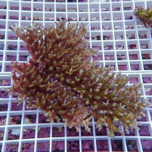 Brown branching coral fragment resting on a white frag rack in a marine aquarium.