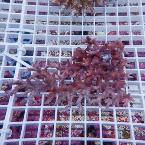 Pink branching coral fragment resting on a white grid rack in a shallow tank.