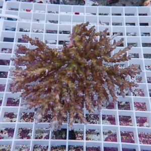 Brown branching coral with white tips resting on a white plastic grid rack used in reef aquaculture.