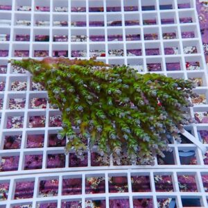Green branching coral on a white grid rack in a reef aquarium, with pink-purple backdrop.