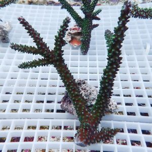 Green branching coral fragments mounted on rock pieces resting on a white grid in a coral nursery tank.