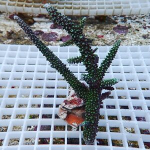 Green branching coral fragment with knobby polyps on a white grid in an aquarium setting.
