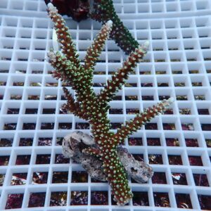Branching coral fragment with green polyps on a white grid rack in an aquaculture setup