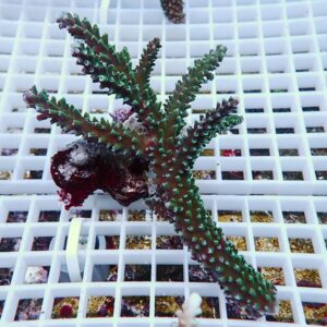 Green branching coral fragment mounted on a white grid rack in an aquarium setup, with small tubular polyps along the branches.