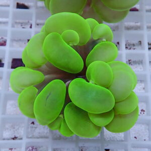 irm-b-3398 - AQUAGIFT 用品ショップ Neon-green succulent with rounded bead-like leaves forming a dense rosette on a white grid surface.
