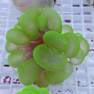 Neon green succulent with plump rounded leaves forming a rosette, against a white grid background.