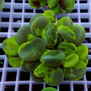Cluster of variegated green succulent leaves with lime markings on a white grid surface.
